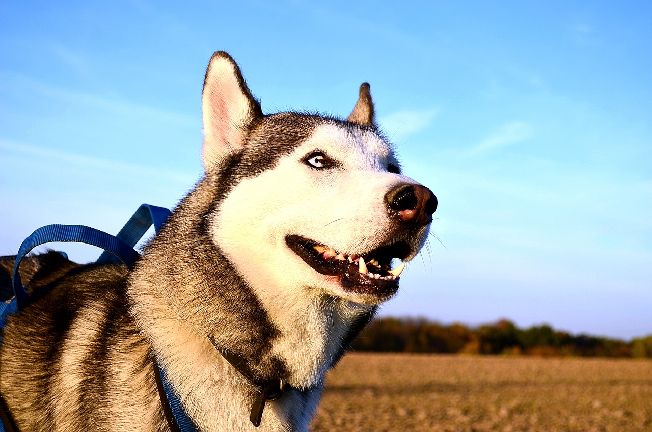 The Characteristics of Siberian Huskies